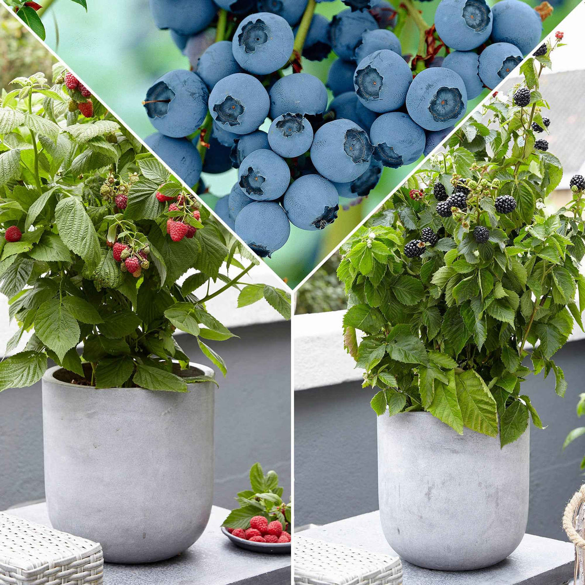 Zwerg-Obststrauch Mischung (Brombeere, Himbeere, Blaubeere) - Bakker