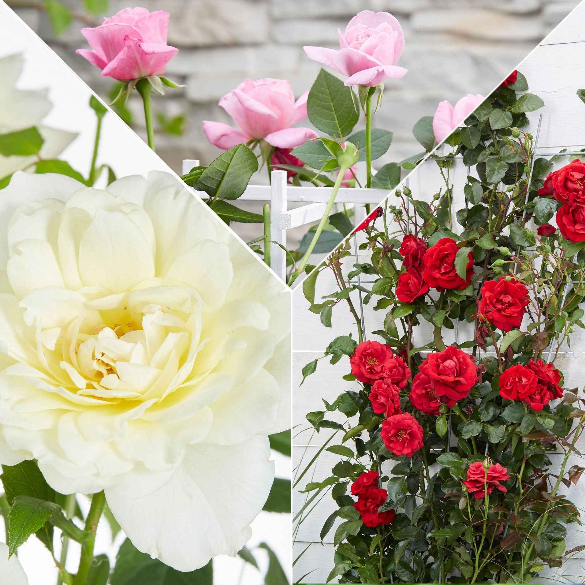 Duftende Kletterrosen Mischung (x3) - Rosa hybride - Gartenpflanzen