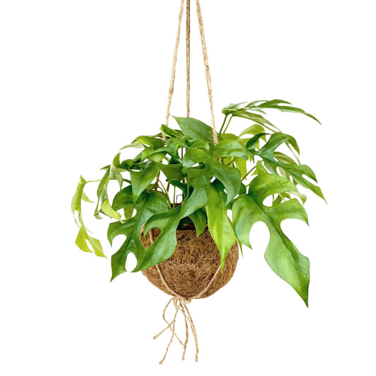 Kokodama Lochpflanze Monstera minima Inkl. Kokostopf - Bakker