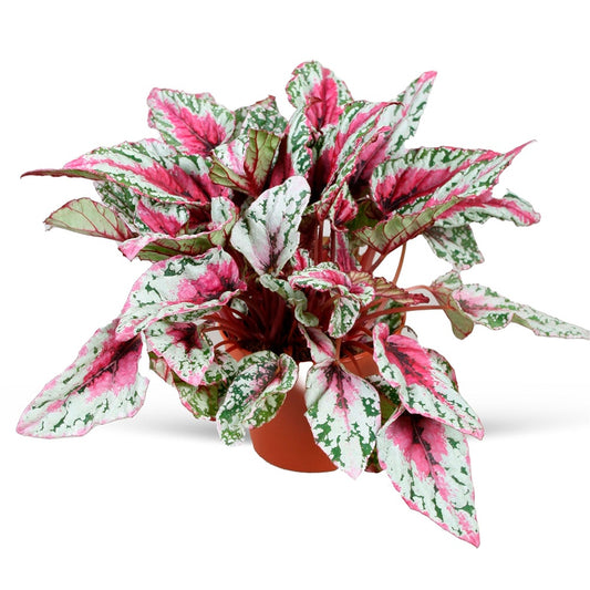 Blattbegonie 'Maui Sunset' - Begonia rex maui sunset - Grüne Zimmerpflanzen