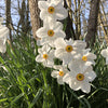 Narzisse Poeticus 'Actea' (x10) - Narcissus actea - Blumenzwiebeln