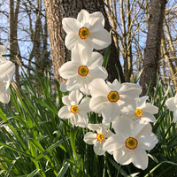 Narcissus 'Fortune', 'Rijnveld Early Sensation', 'Actaea' - Monate Osterglocken Kollektio (x30) - Narzissen-Zwiebeln