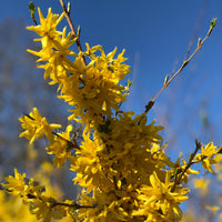 Verkauf Sammlung von Sträuchern : Forsythie und Judasbaum (x2) - Cercis siliquastrum et forsythia x intermedia spectabilis