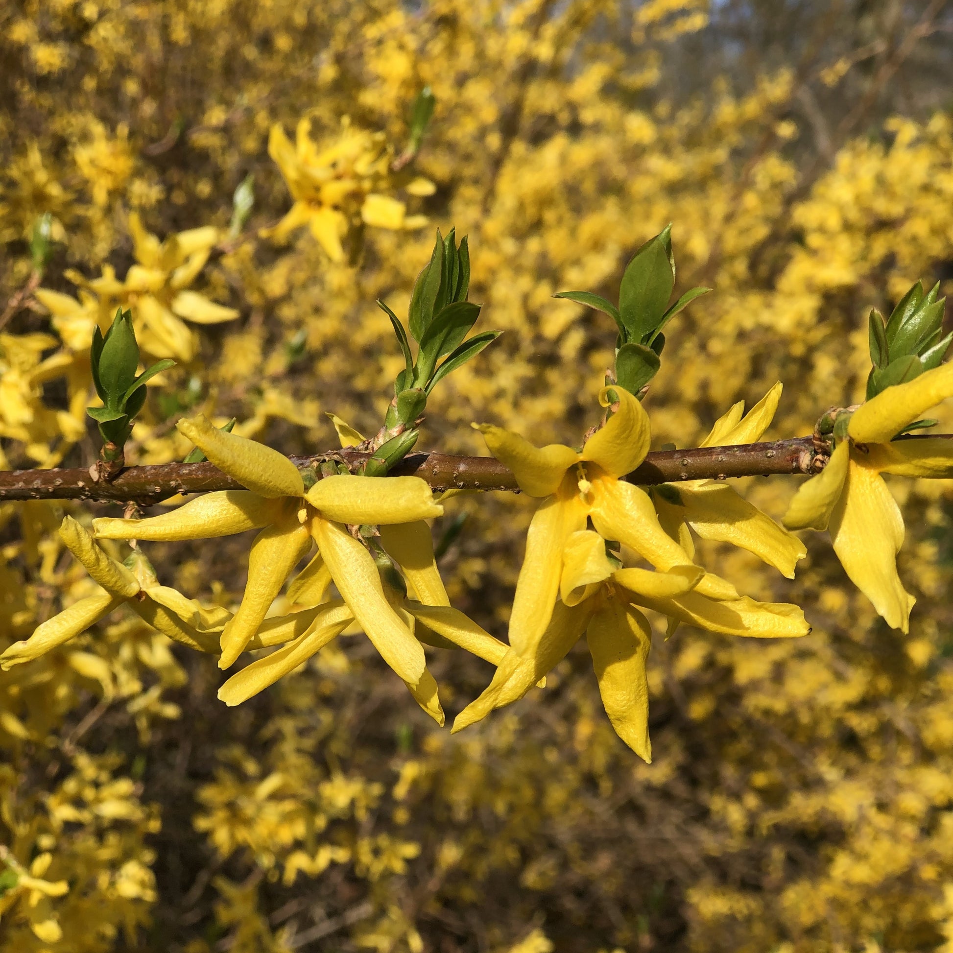 Goldglöckchen - Forsythia x intermedia spectabilis - Gartenpflanzen