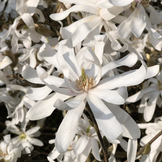 Sternmagnolie - Magnolia stellata - Gartenpflanzen