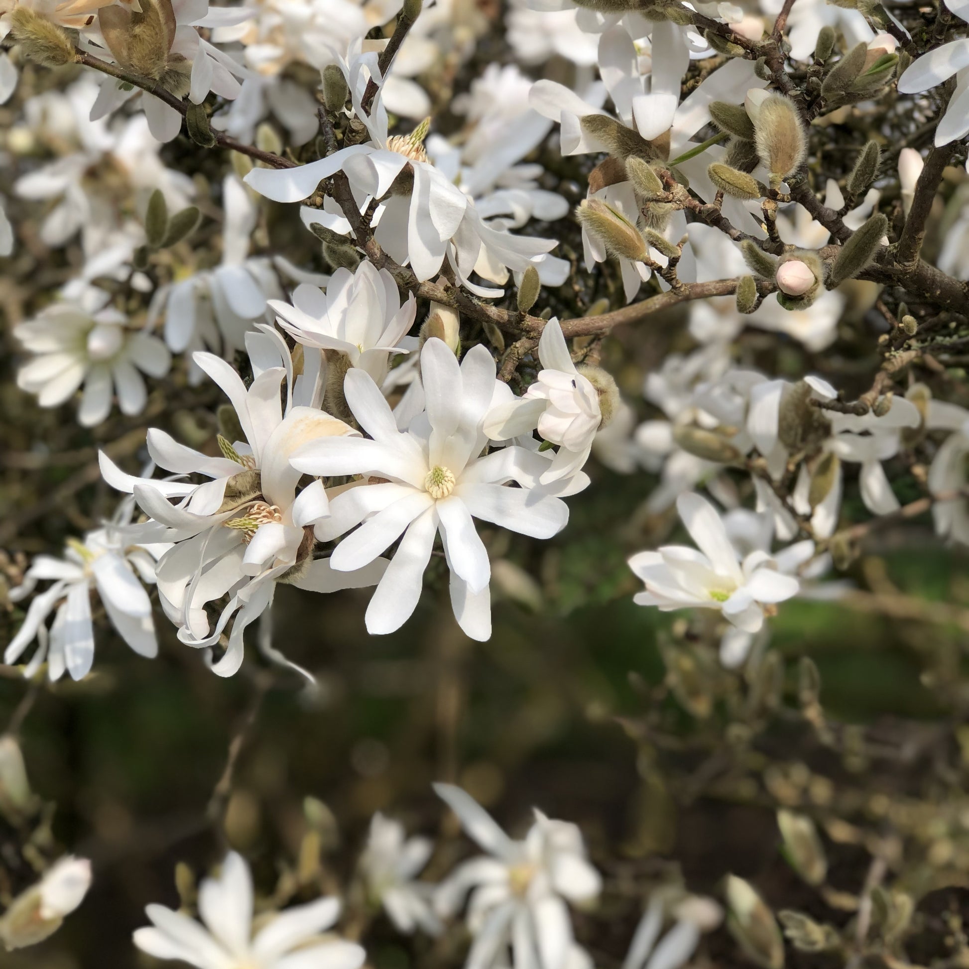 Sternmagnolie - Magnolia stellata - Magnolie – Magnolia
