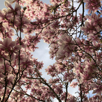 Tulpen-Magnolie - Magnolia soulangeana