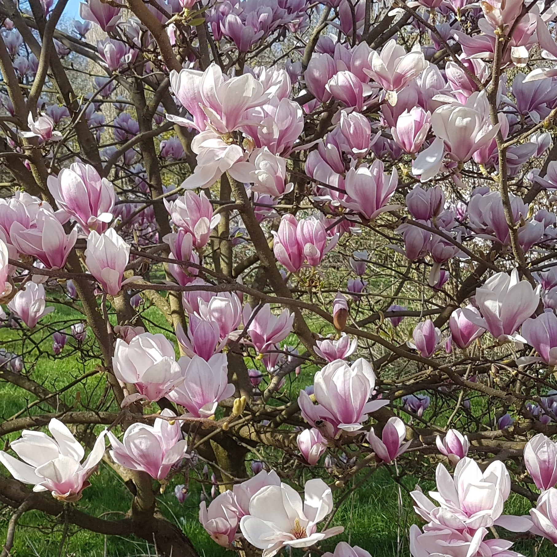 Tulpen-Magnolie - Magnolia soulangeana