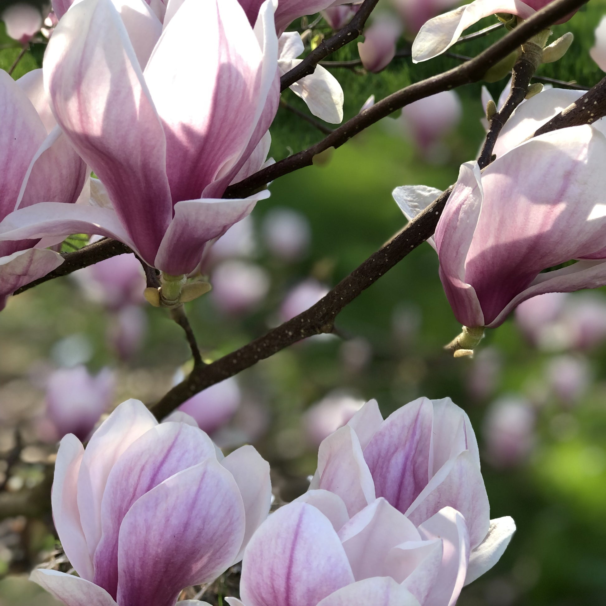 Tulpen-Magnolie - Magnolia soulangeana - Gartenpflanzen