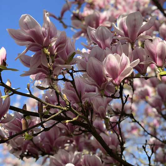 Tulpen-Magnolie - Magnolia soulangeana - Gartenpflanzen