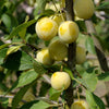 Pflaume Mirabelle von Nancy - Prunus domestica mirabelle de nancy - Obstbäume