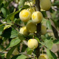 Pflaume Mirabelle von Nancy - Prunus domestica mirabelle de nancy - Obstbäume