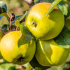 Apfelbaum Golden Delicious - Malus domestica Golden Delicious - Obstbäume