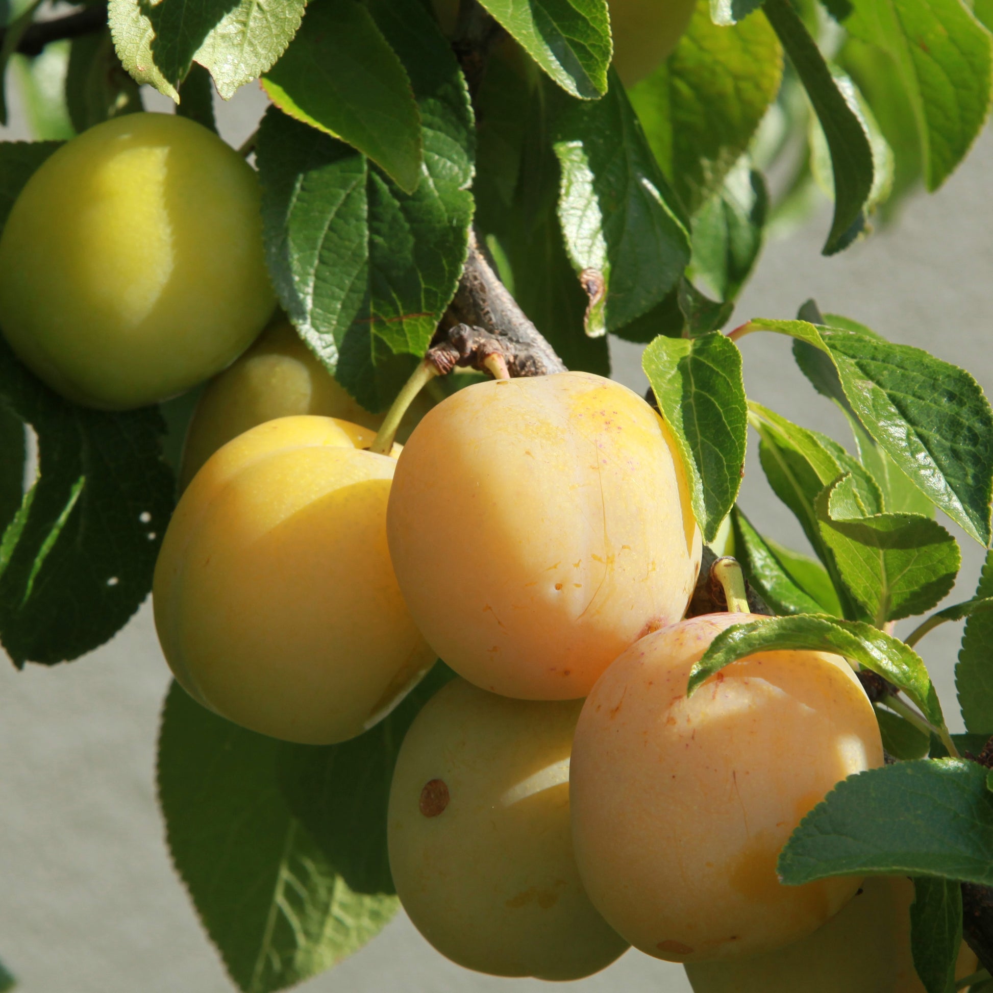 Pflaume Reine-Claude Goldene - Prunus domestica reine-claude dorée - Obst