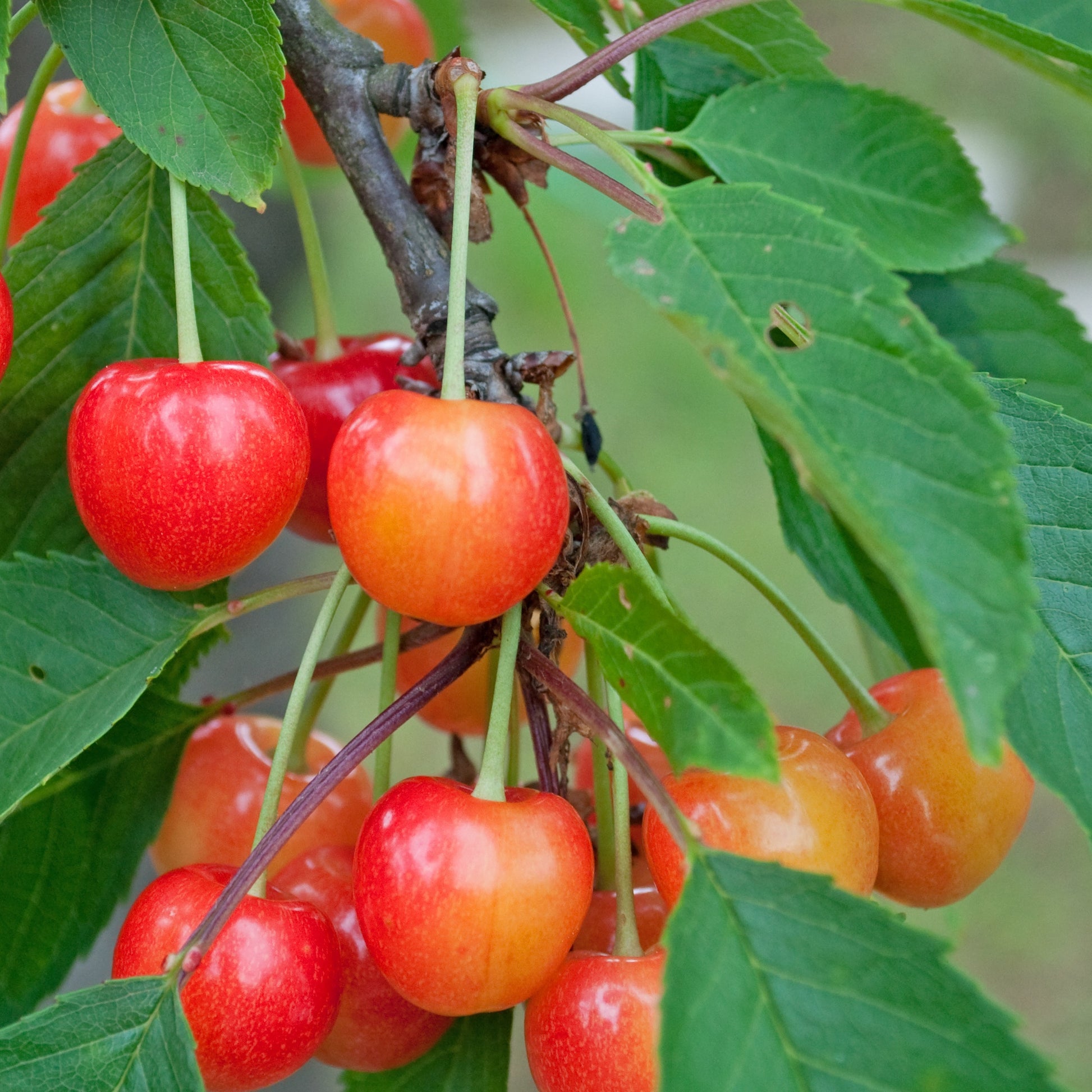 Kirschbaum Taubenherz - Prunus avium coeur de pigeon - Obst