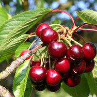Kirsche Bigareau Van - Prunus avium bigareau van - Obstbäume