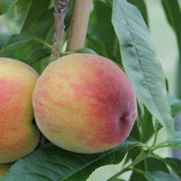 Pfirsichbaum Suncrest - Prunus persica suncrest - Obst