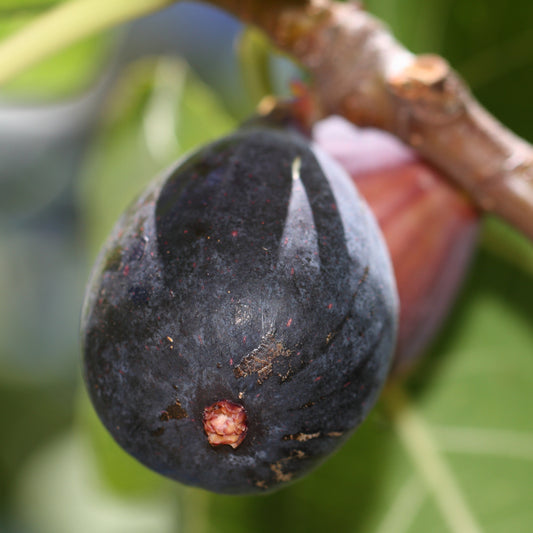 Feige Brogiotto Nero - Ficus carica brogiotto noir - Obst