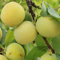 Pflaumenbaum Reine-Claude d'Oullins - Prunus domestica reine-claude d'oullins - Obstbäume