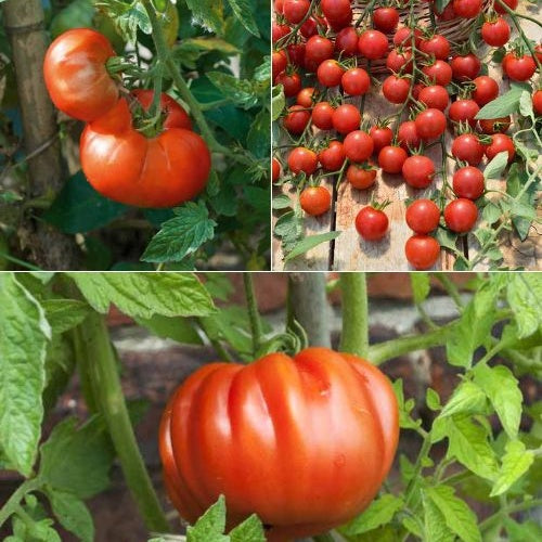 Mischung aus 9 klassischen Tomatenpflanzen
