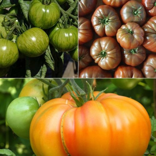 Mischung aus 9 originellen Tomatenpflanzen