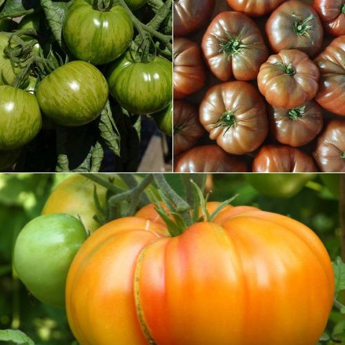 Mischung aus 9 originellen Tomatenpflanzen - Bakker