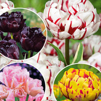 Pfingstrose Tulpen Mischung - Tulipa 'angélique', 'black hero', 'carnaval de nic - Blumenzwiebeln Frühlingsblüher
