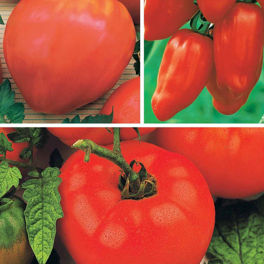 Tomatenmischung (Coeur de Boeuf, Saint Pierre, San M) - Collection 3 tomates savoureuses (coeur de boeuf, saint pierre, san m - Gemüsegarten