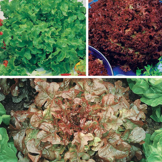 Schnittsalat Mischung (Eichblatt, Lollo Rossa, Red Sala) - Collection salades à couper : Feuille de chêne, Lollo rossa, Red sala - Gemüsegarten
