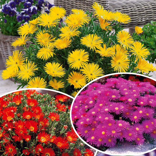 Sammlung von 6 Ficoiden (gelbe + violette + rote) (x 6) - Lampranthus aurantiacus - Gartenpflanzen