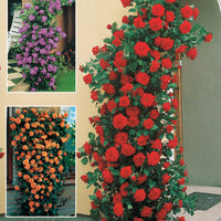 Kletterrosen Mischung (Metanoia, Musimara, Indigo) (x3) - Rosa 'métanoia', 'musimara', 'indigoletta' - Pflanzensorten