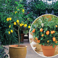 Sammlung von Kumquat und Zitronenbäumen (x2)