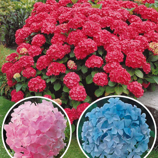 Hortensien-Sammlung: rot, blau, rosa (x3) - Hydrangea macrophylla - Gartenpflanzen