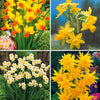 Kollektion mini Narzissen (x30) - Narcissus 'jet fire', 'rip van winkle','tête à têt - Blumenzwiebeln