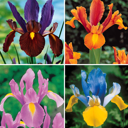 Holländische Schwertlilien Mischung - Iris hollandica frans hals, rosario, tiger eyes, b - Blumenzwiebeln