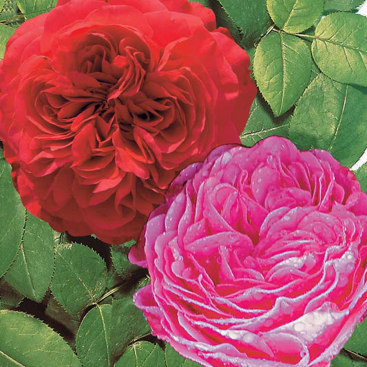Kollektion Beetrosen ( Red Leonardo Da Vinci +  Leonardo Da Vinci) (x2) - Rosa floribunda red leonardo da vinci, leonardo da - Gartenpflanzen
