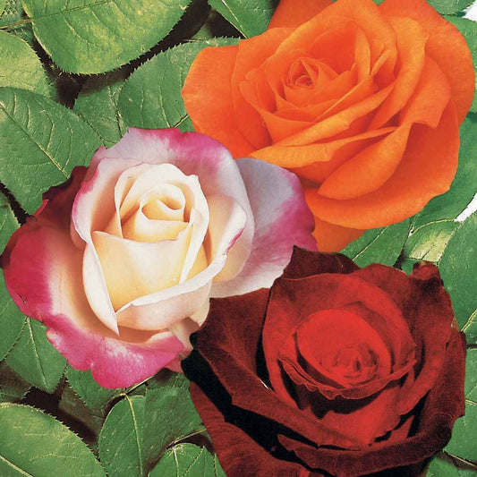 Strauchrosen Mischung (Doris Tysterman, Nostalgie, Barkarole) (x3) - Rosa doris tysterman, nostalgie, barkarole - Gartenpflanzen