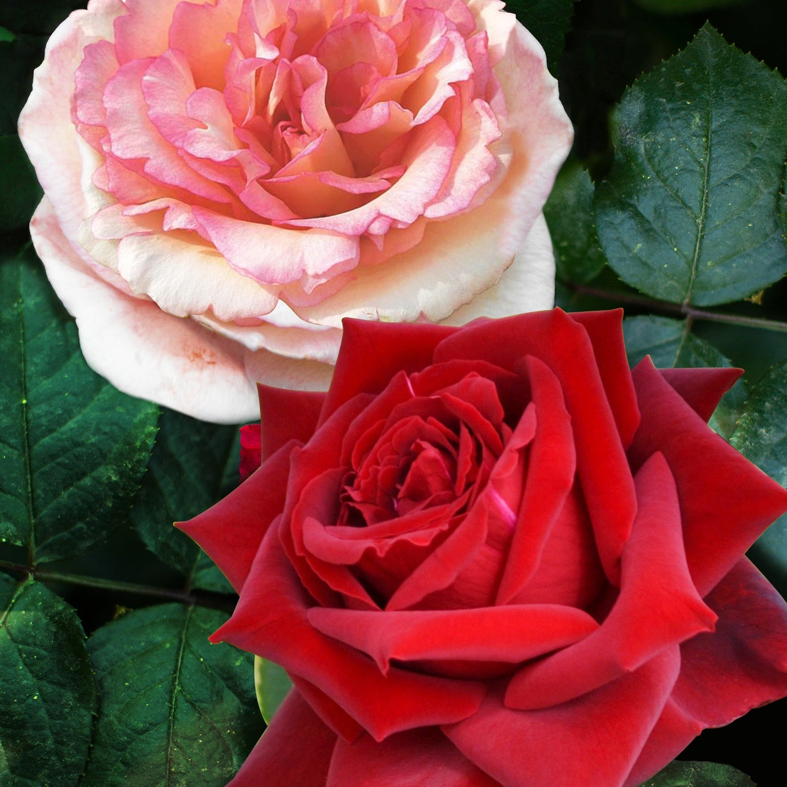 Strauchrosen (x2) - Rosa Grande Amore, Souvenir de Baden Baden - Pflanzensorten