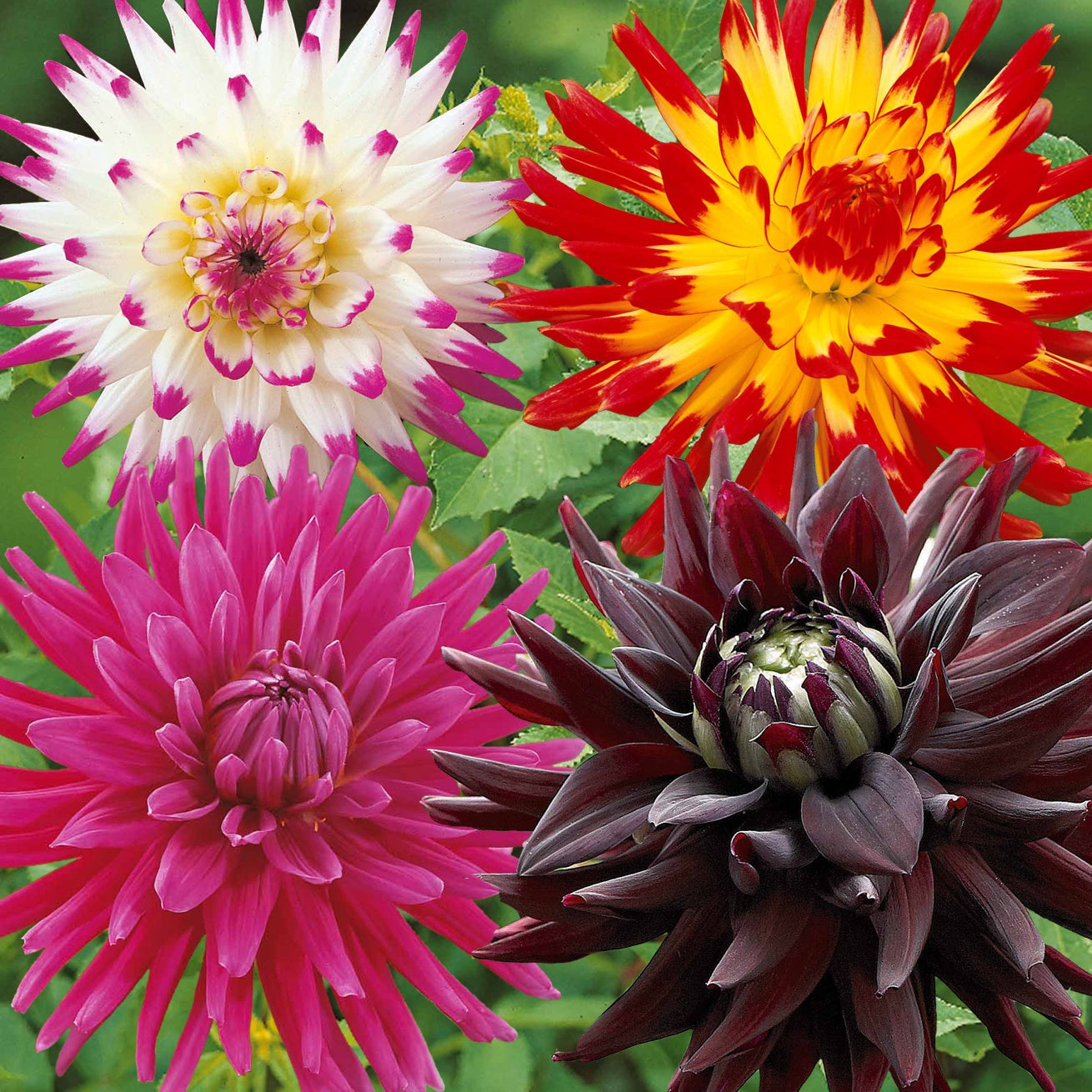 Kaktus-Dahlien Mischung (x8) - Dahlia 'haley jane', 'purple gem', 'oiseau de feu' - Blumenzwiebeln Sommerblüher