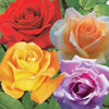 Strauchrosen Mischung (Whisky, Malaga, Lune Bleue, Magie Parfu) (x4) - Rosa whisky, malaga,lune bleue, la magie du parfum - Gartenpflanzen