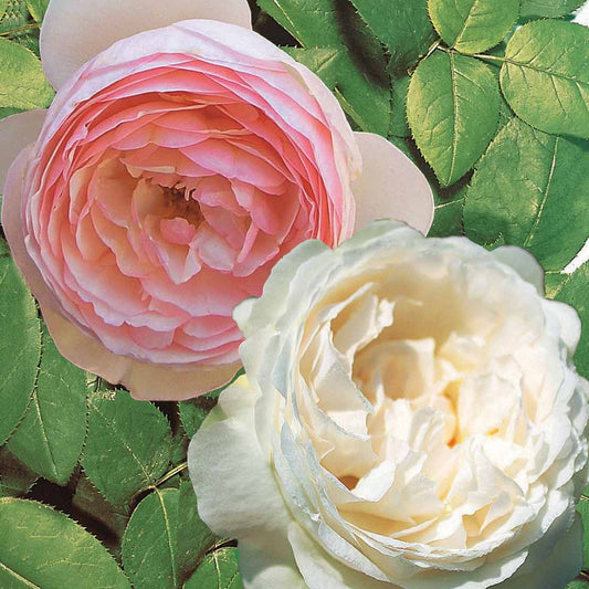 Englische Rosen (Her's Ausgreen ®, Ausgreen's Winner ®) (x2) - Rosa 'her's ausgreen' ® (ausblush), 'ausgreen's wi - Gartenpflanzen