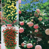 Kletterrosen Mischung (Ronsard, Golden Gate, Santana) (x3) - Rosa 'golden gate', 'santana', 'ronsard' - Pflanzensorten