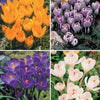 Kollektion großblumige Krokusse (x60) - Crocus 'yellow mammouth', 'flower record', 'jeanne - Blumenzwiebeln