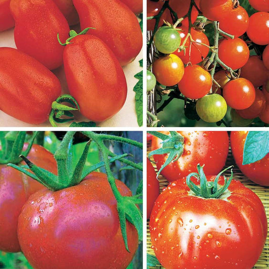 Sammlung von Tomaten - Collection 4 tomates : Rose de Berne, Roma, Merveille des marchés, Sw - Saatgut