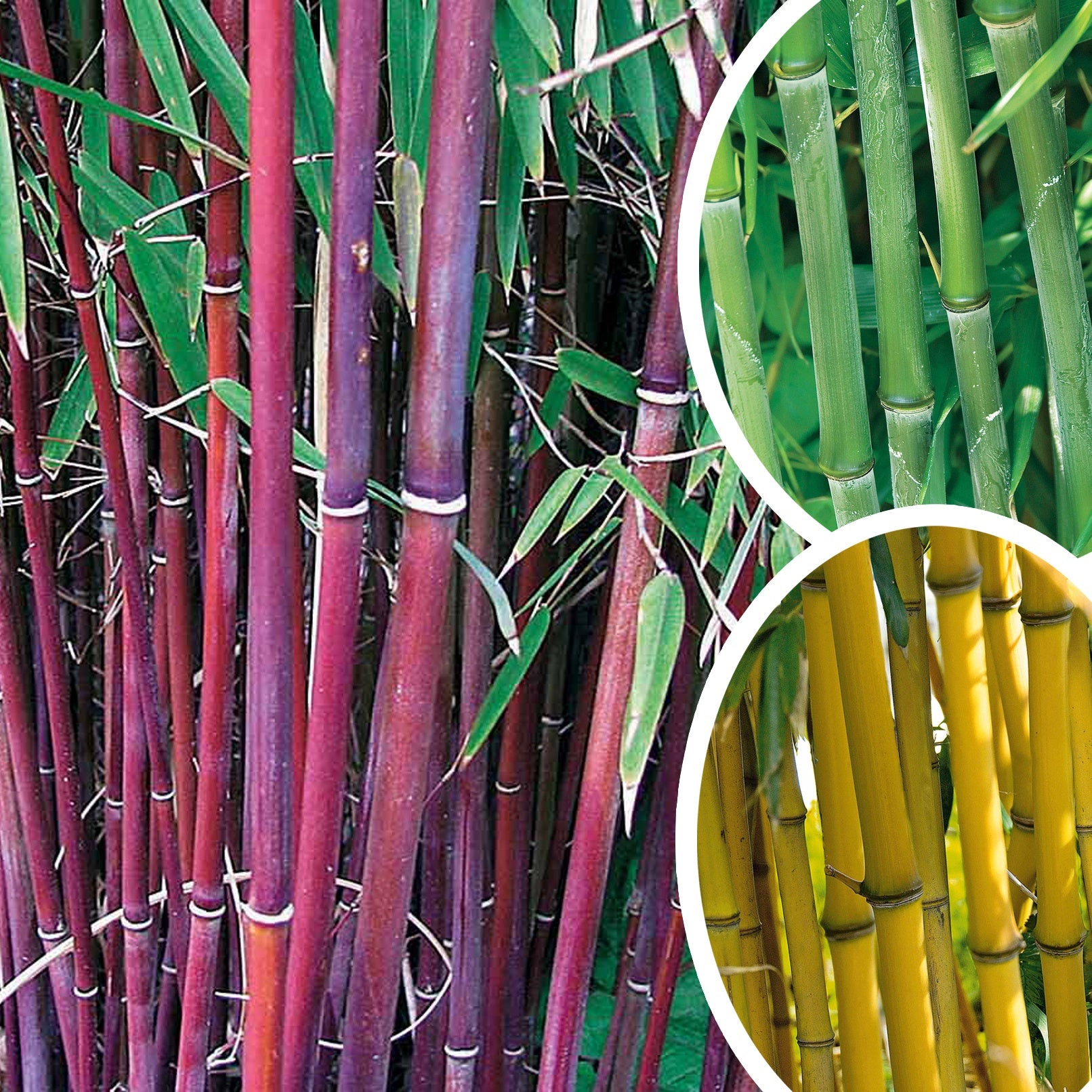Bambus-Sammlung: grün, gelb, rot (x3) - Phyllostachys bissetii, aureosulcata Aureocaulis, Fargesia scabrida Asian Wonder - Gartenpflanzen
