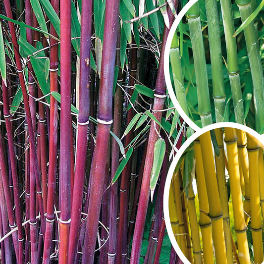 Bambus-Sammlung: grün, gelb, rot (x3) - Phyllostachys bissetii, aureosulcata Aureocaulis, Fargesia scabrida Asian Wonder - Gartenpflanzen