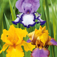 Sammlung von Garten-Iris: Lasso, Bordure, Sangreal. - Iris germanica  (2 lasso, 2 bordure, 2 sangreal) - Gartenpflanzen