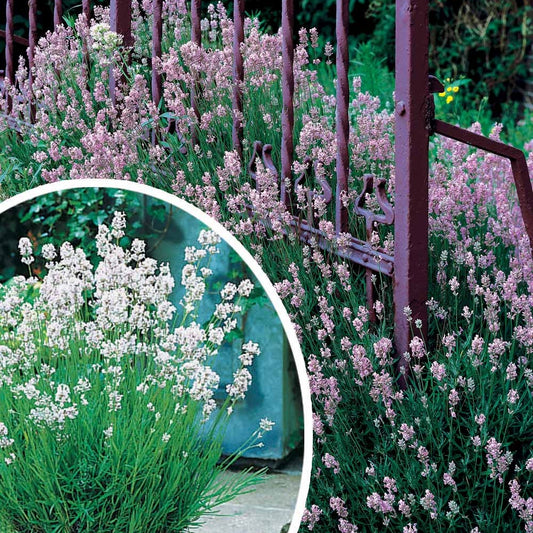 Sammlung von weißem und rosa Lavendel - Lavandula angustifolia alba, rosea - Gartenpflanzen