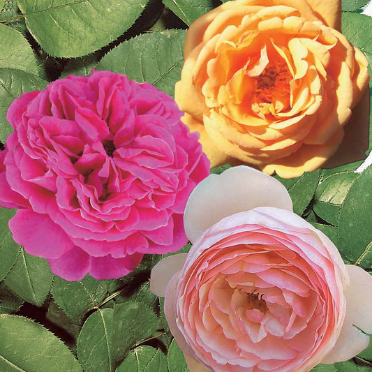 Kollektion Englische Rosen (Fish Ausgreen,Charlie,Her's Ausgreen) (x3) - Rosa(fish ausgreen,charlie ausgreen,her's ausgreen - Gartenpflanzen