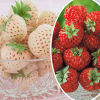 Sammlung von originellen Erdbeerpflanzen (x4) - Fragaria pineberry ® framberry ® - Obst